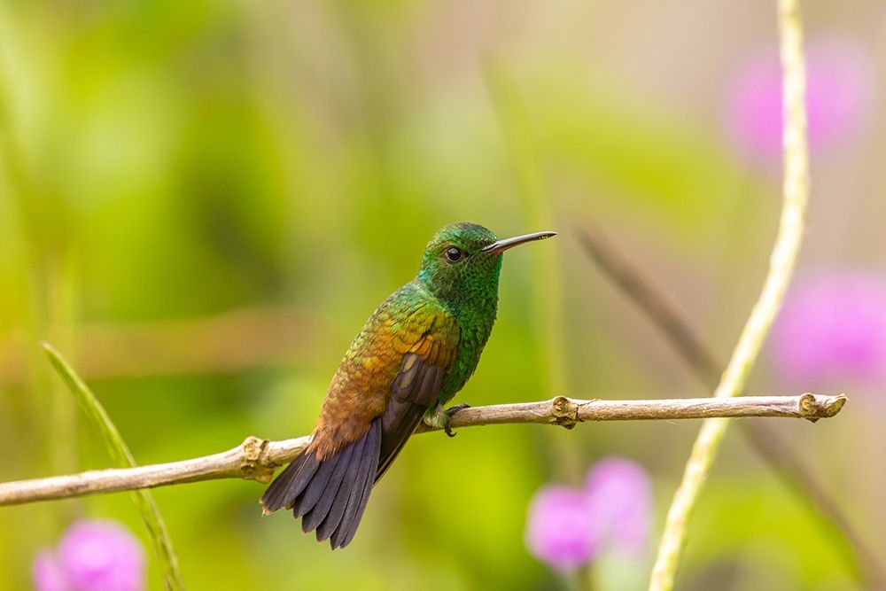 Caribbean-Trinidad-Asa Wright Nature Center Copper-rumped hummingbird on limb